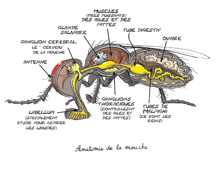 anatomie d'une mouche